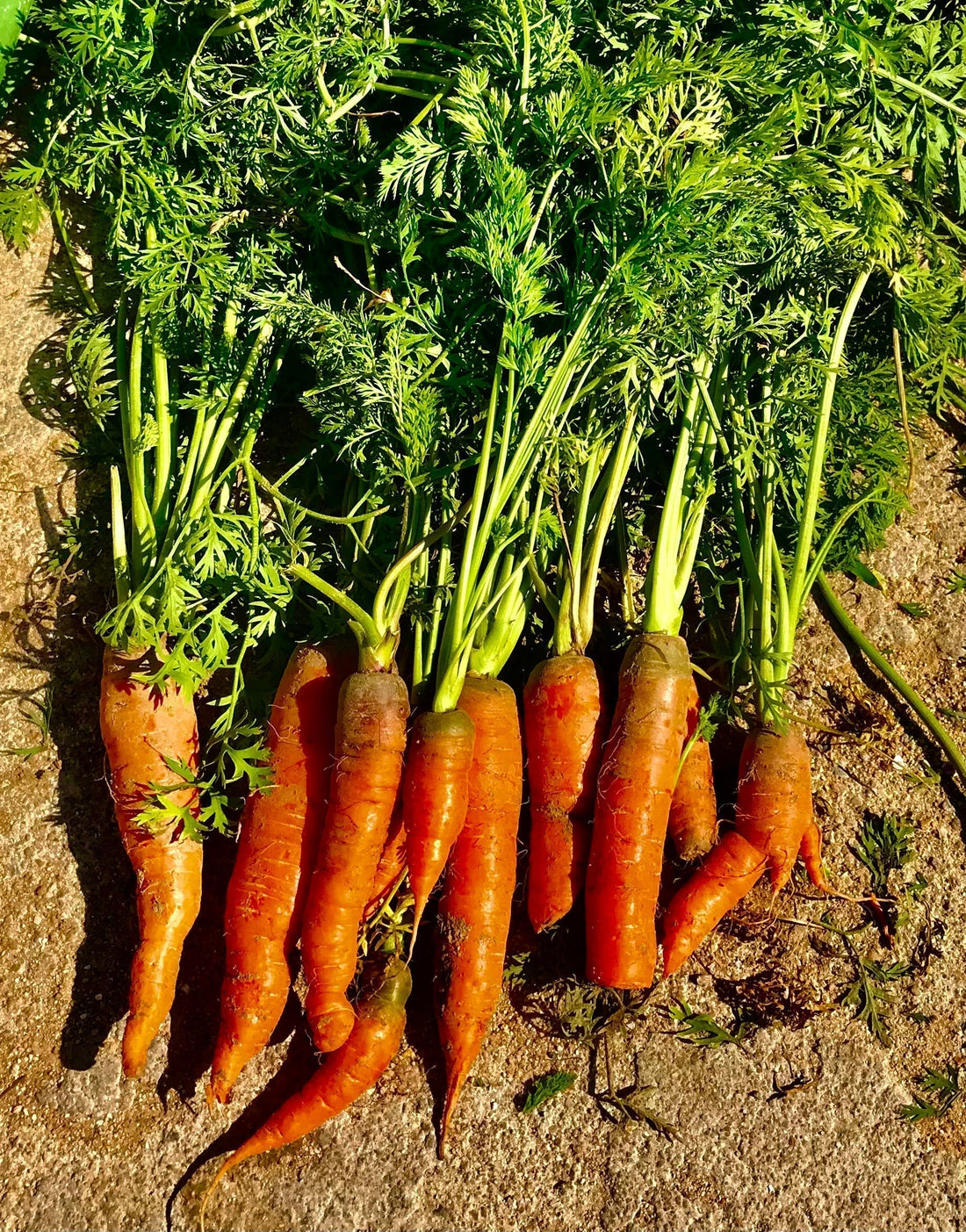 Oven Roasted Glazed Carrots with Local Honey