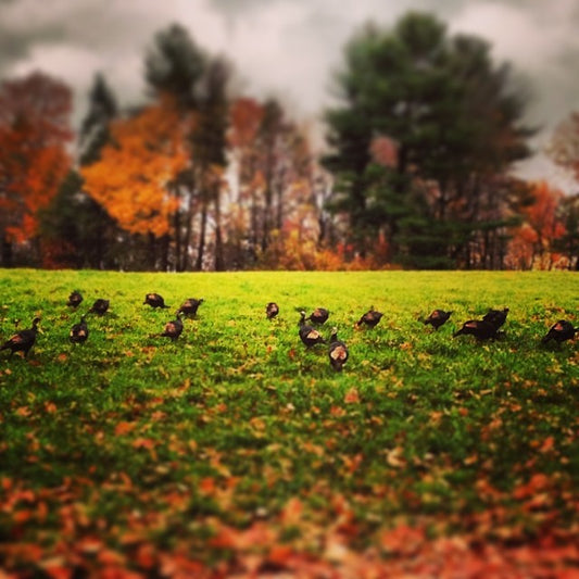 We love Fall and we cherish Thanksgiving.