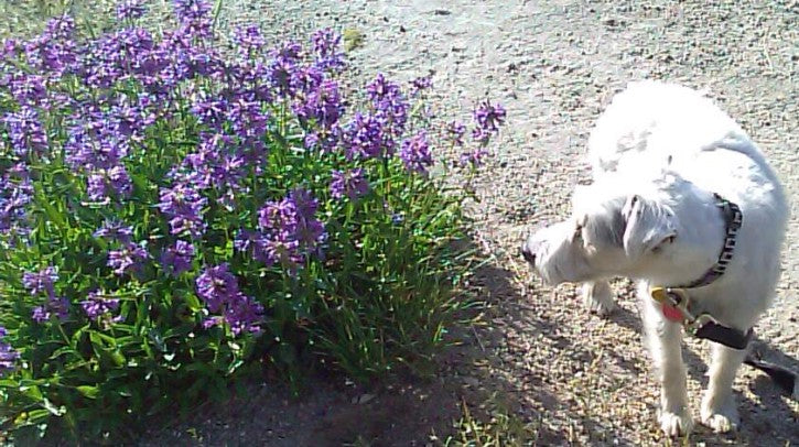 The Magic of Lavender