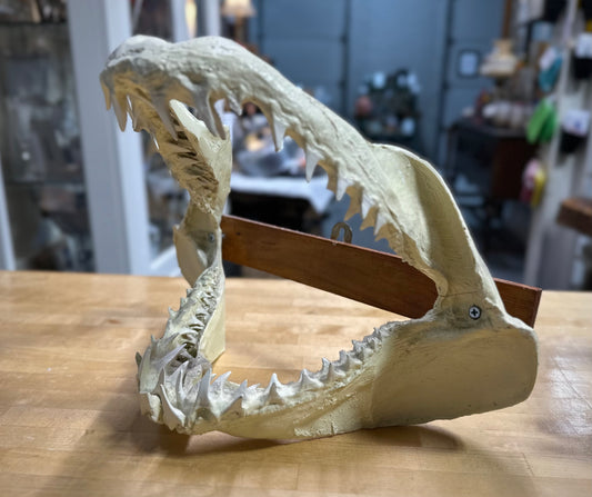 Land & Sea: Mako Shark Wall Mount