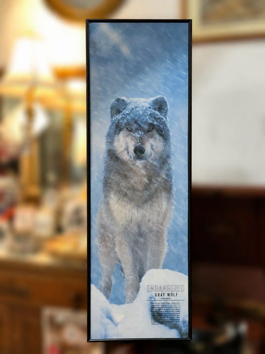 Framed Endangered Gray Wolf wildlife print in black frame
