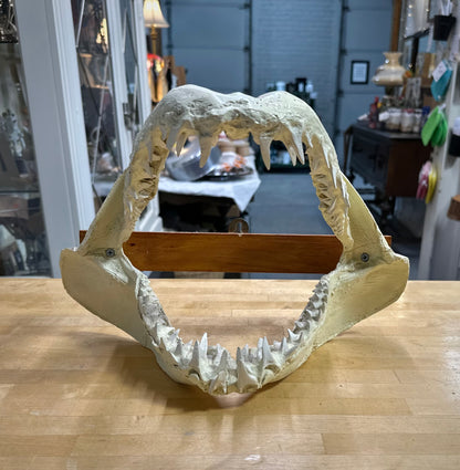 Land & Sea: Mako Shark Wall Mount