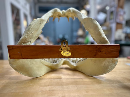 Land & Sea: Mako Shark Wall Mount