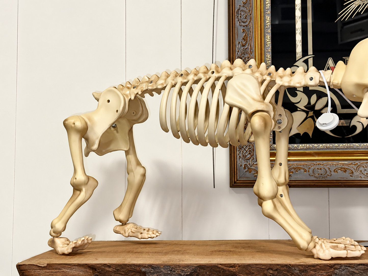 Battery operated skeleton dog