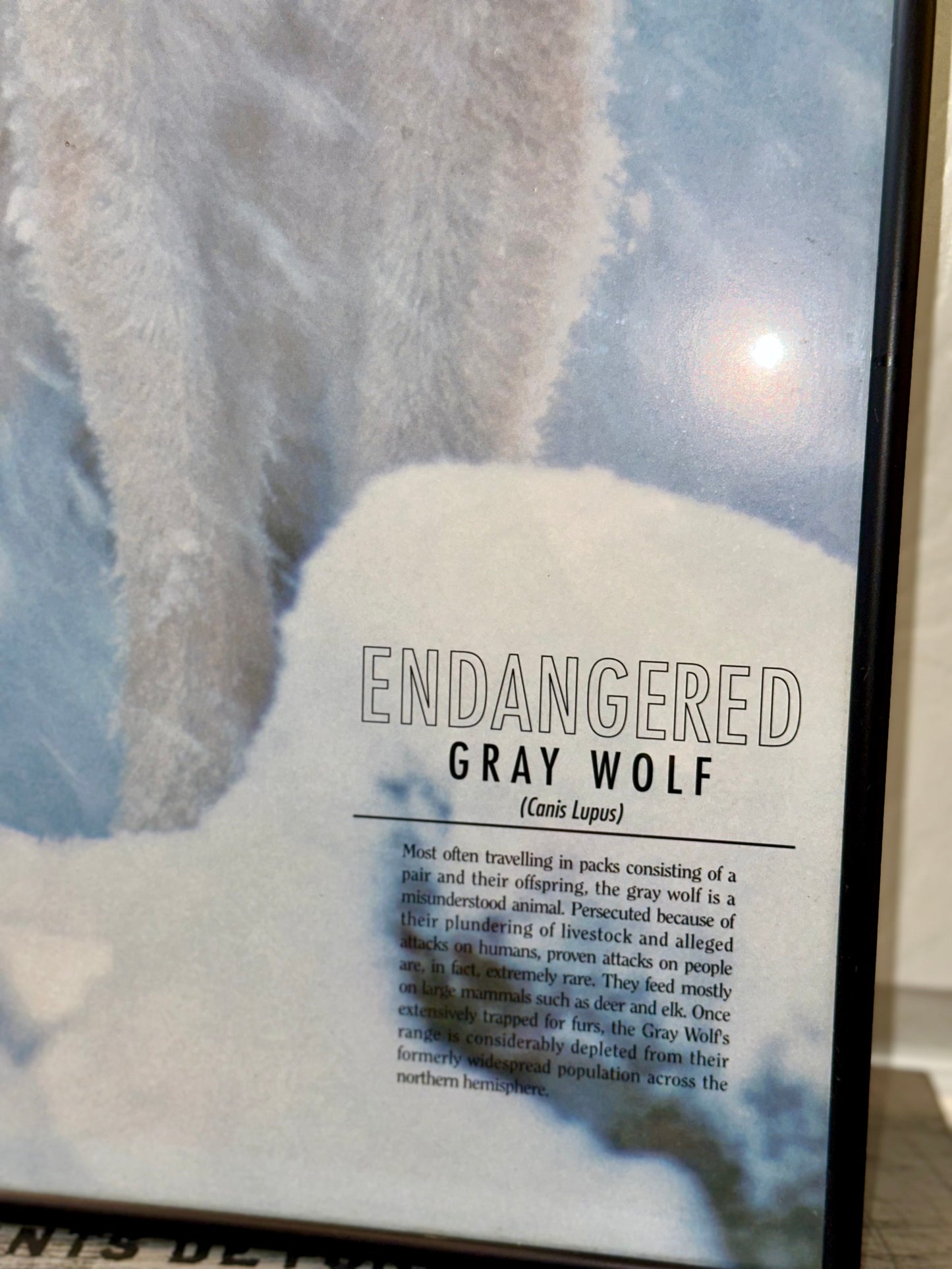 Rustic cabin style gray wolf framed wall decor