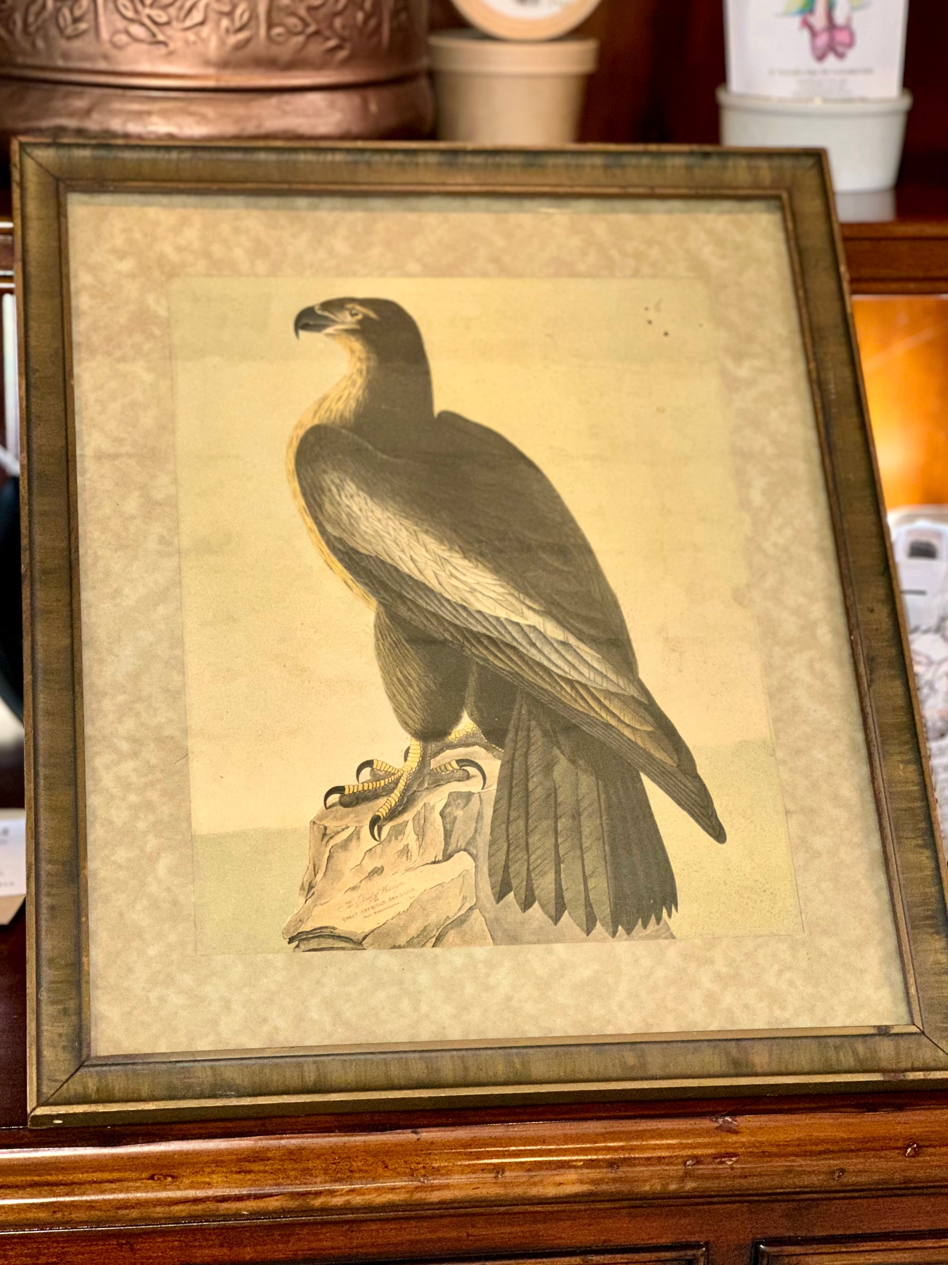 Audubon bird print in wood frame