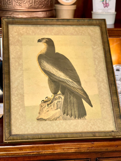 Audubon bird print in wood frame