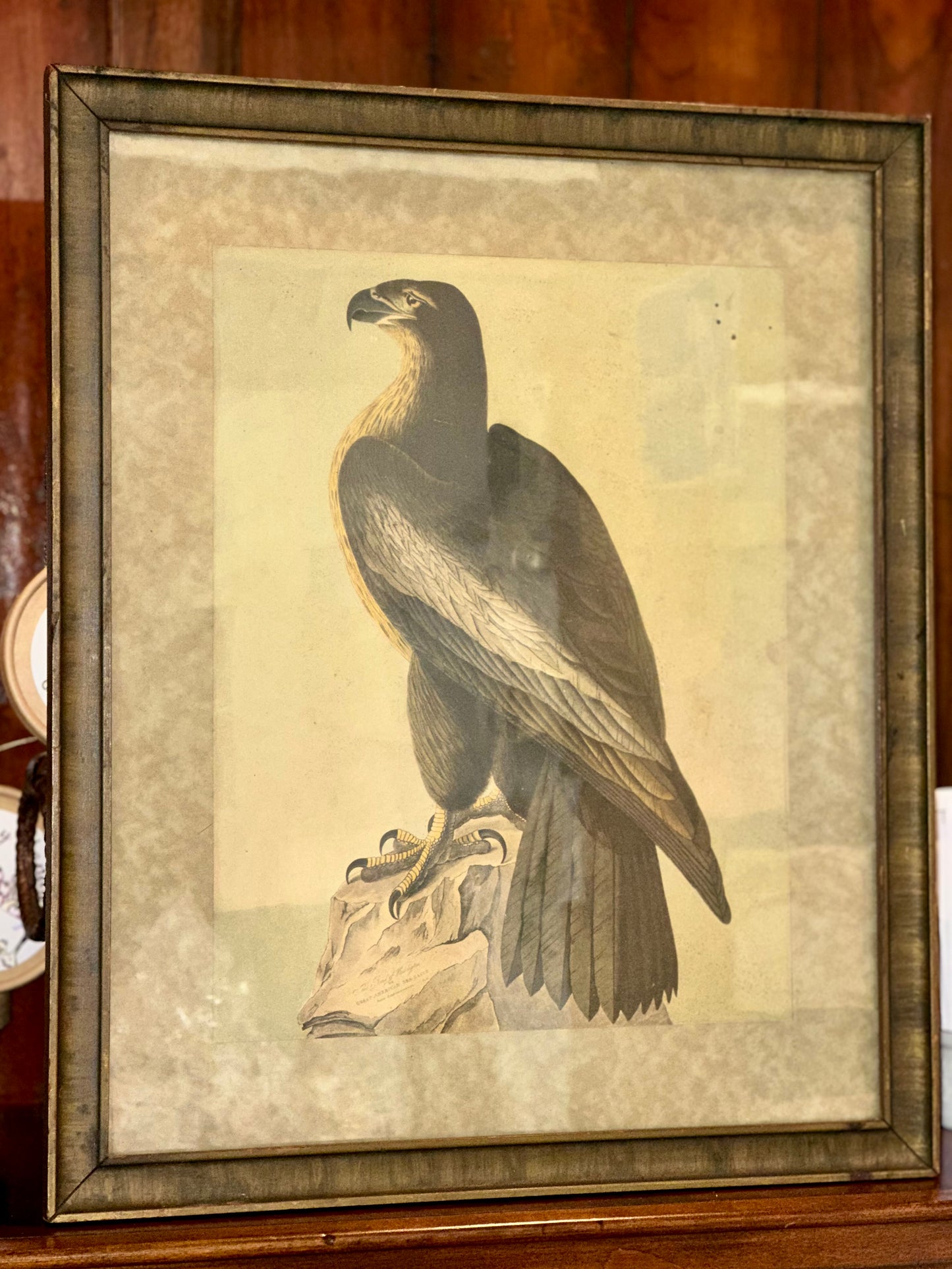 Vintage framed John James Audubon Great American Sea Eagle print