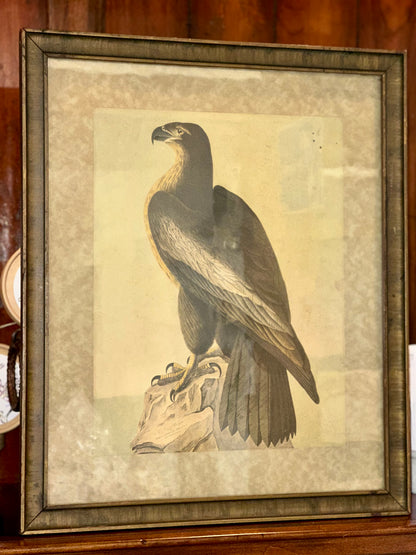 Vintage framed John James Audubon Great American Sea Eagle print