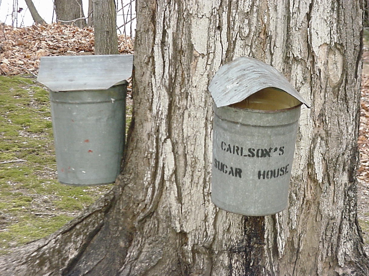 Metal Sap Bucket – Terra Americana