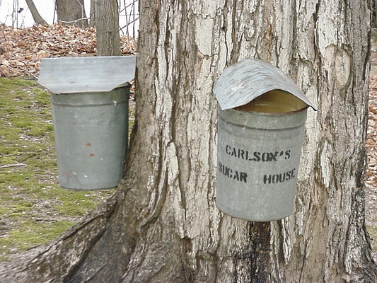 Metal Sap Bucket